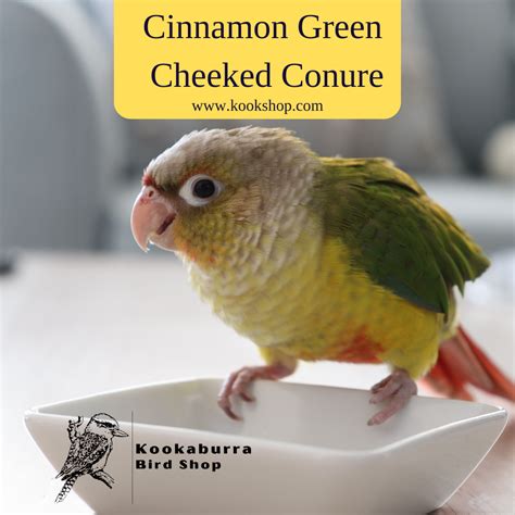 鳥籠佈置|太陽鸚鵡飼養手冊 The Conure Handbook: 佈置鳥籠考慮加入的元素